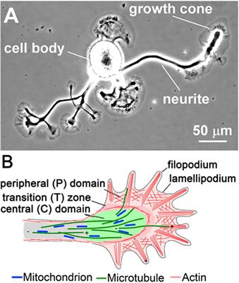 An Integrated Cytoskeletal Model of Neurite Outgrowth